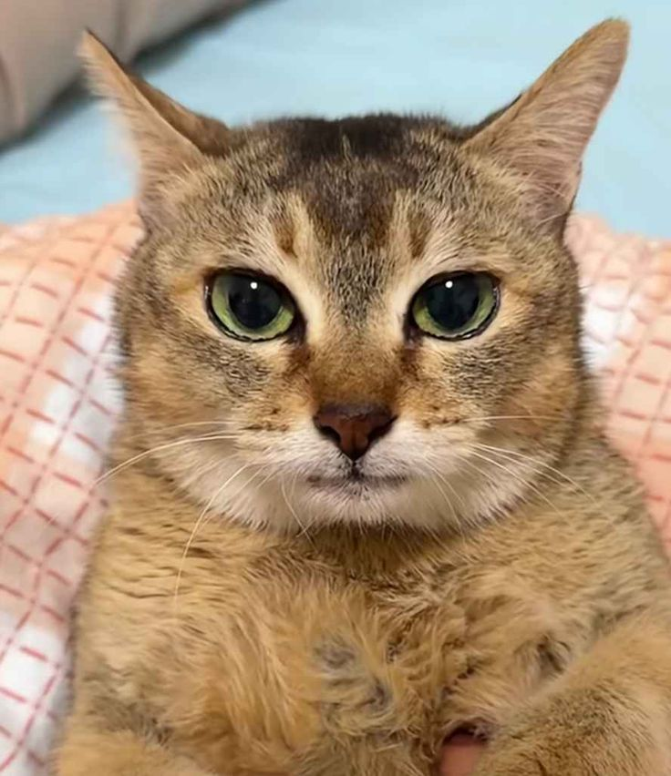 Original Mei Mei cat